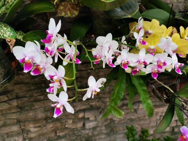 石家庄植物园旅行图片 4