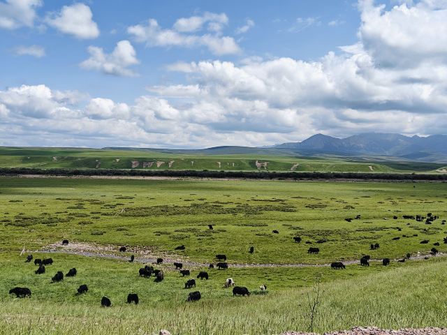 山丹皇家马场景区(暂停开放)旅行图片 3