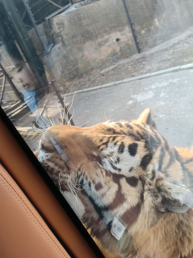 大连森林动物园旅行图片 3