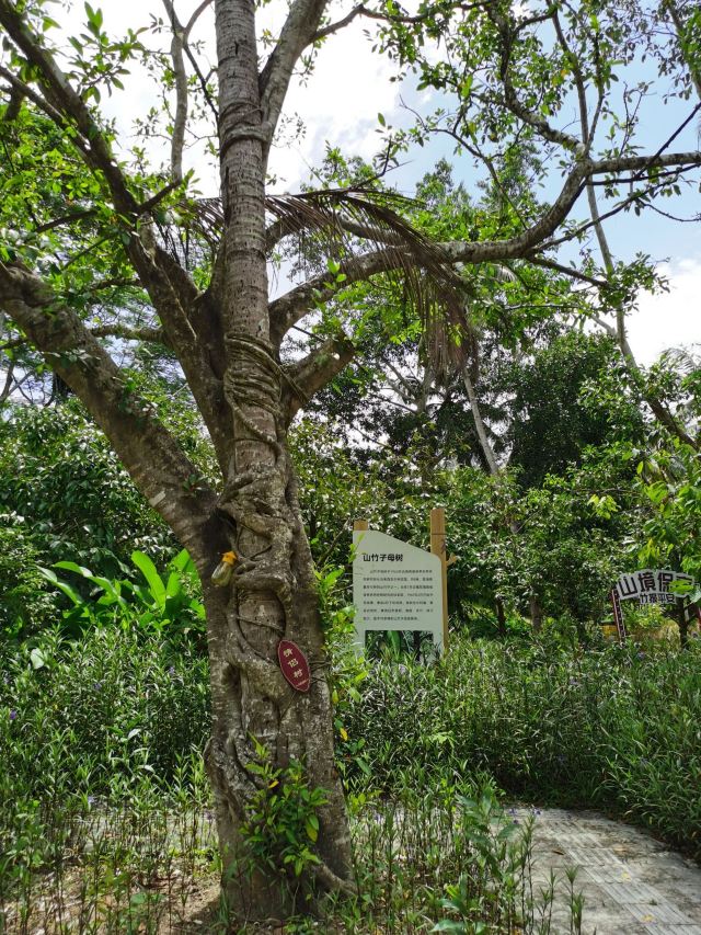 七仙岭全球热带水果博览中心旅行图片 6