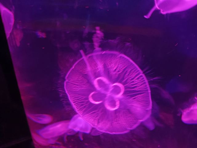 曲江海洋极地公园旅行图片 2