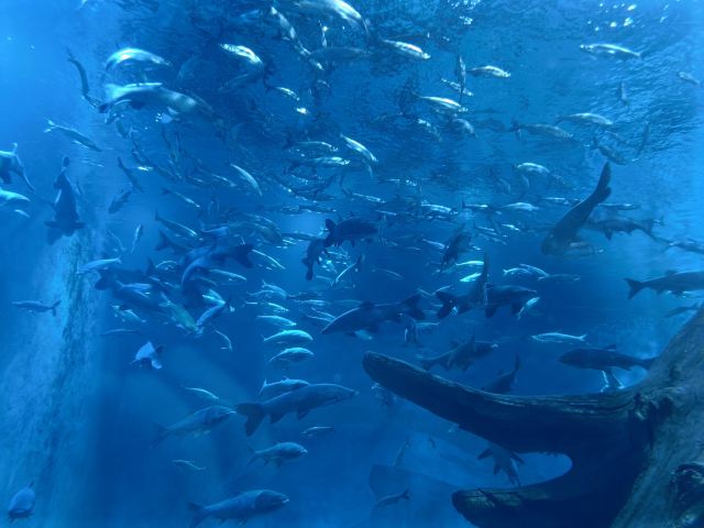 中国·江豚湾旅行图片 2