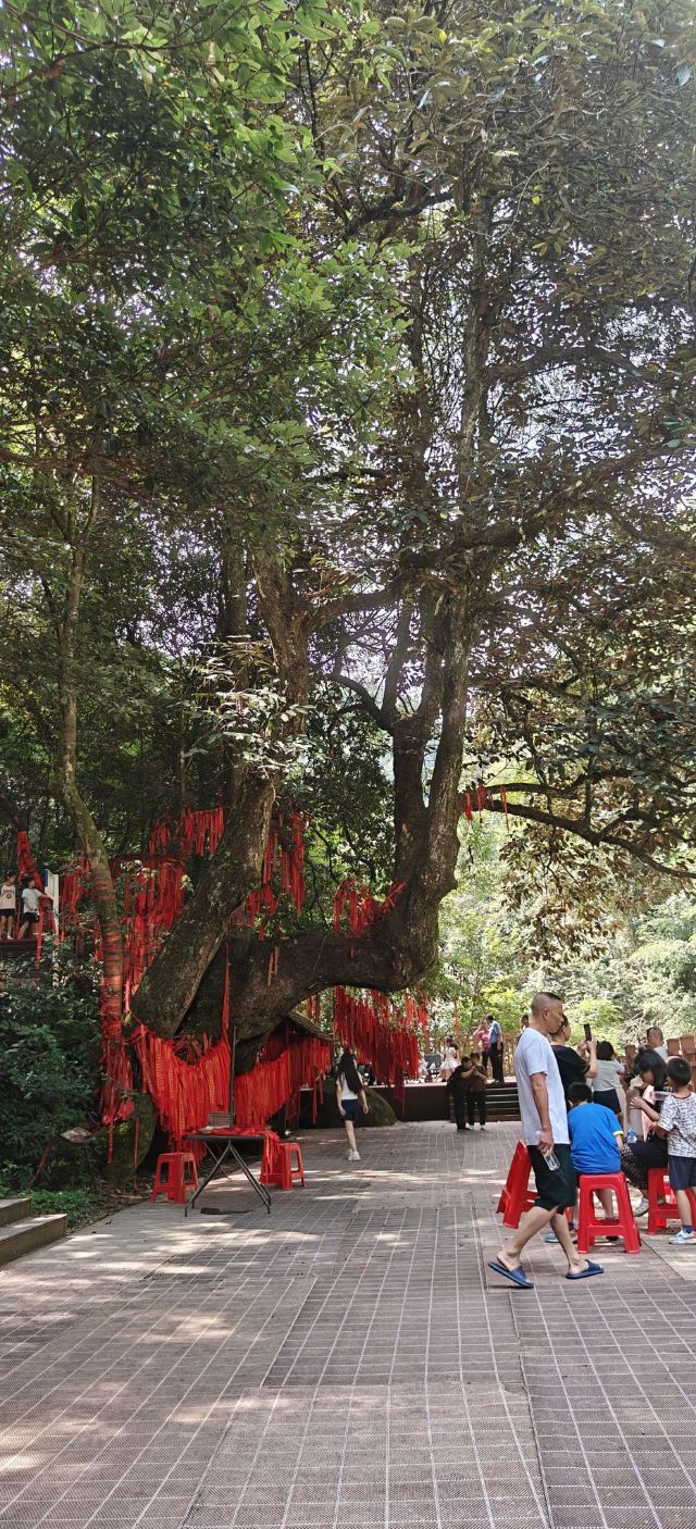炎陵县神农谷国家森林公园旅行图片 8