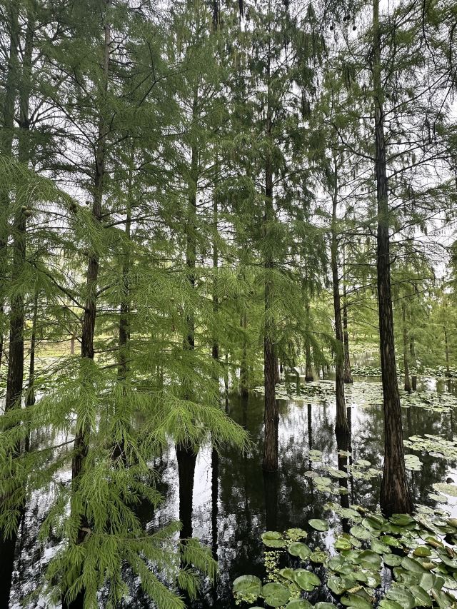 池杉湖国家湿地公园旅行图片 7