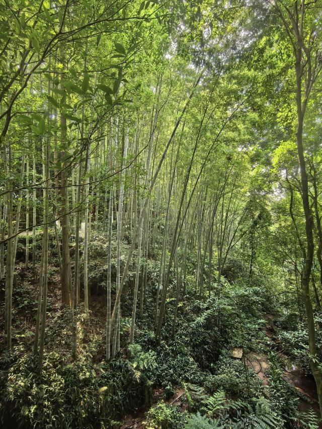 中岩寺景区旅行图片 4