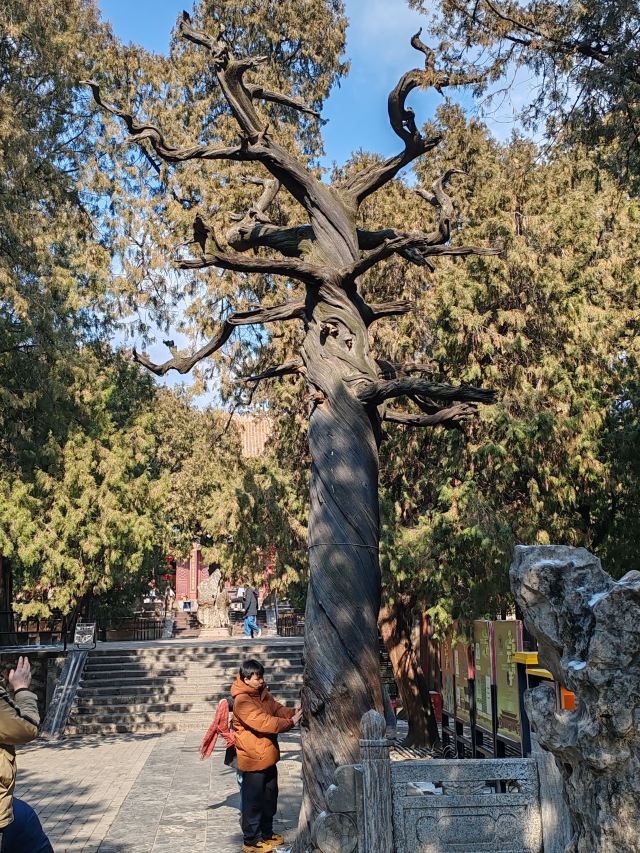 岱庙旅行图片 4