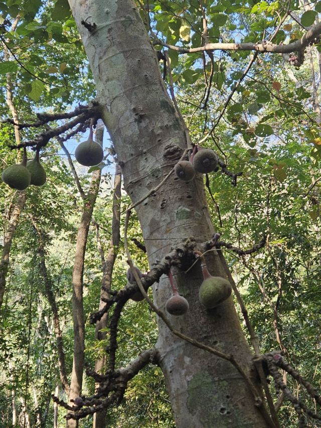 基诺山雨林徒步旅行图片 6