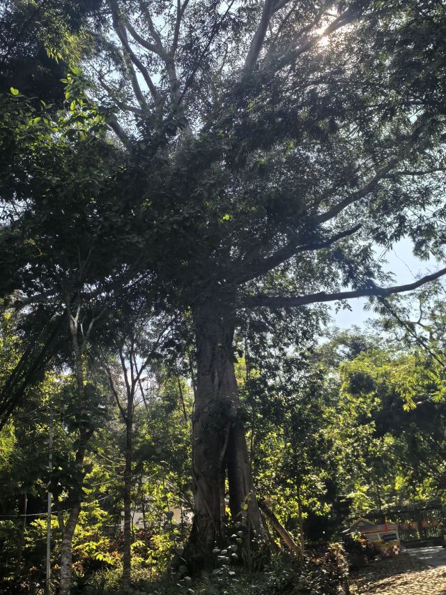 西双版纳独树成林景区旅行图片 9