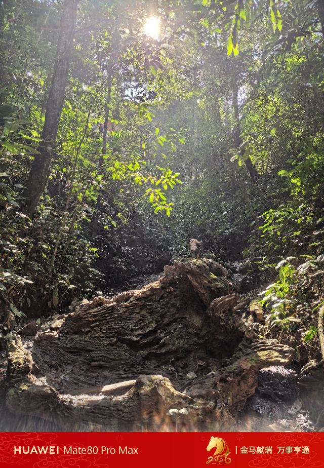 基诺山雨林徒步旅行图片 1