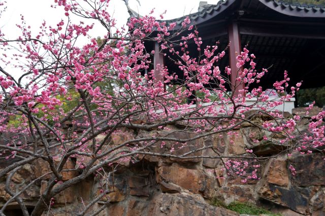 荣氏梅园旅行图片 4