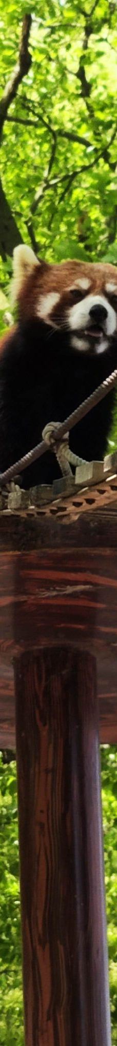 上海野生动物园-上海-YoYo_0U3M3J1B