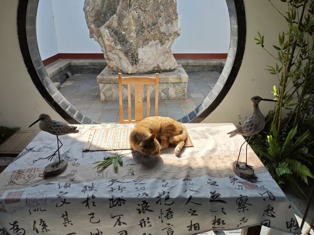 君山岛景区旅行图片 2