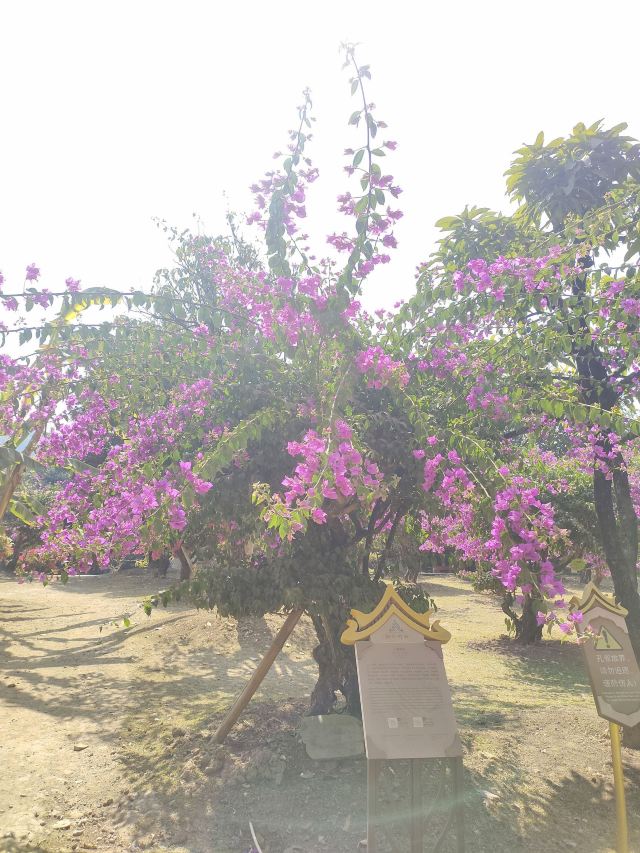 勐巴娜西珍奇园旅行图片 7