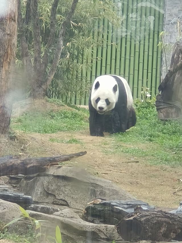 太原动物园旅行图片 1