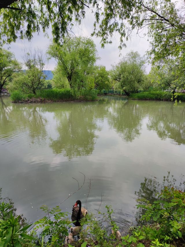 长兴太湖图影湿地文化园-观景塔旅行图片 1