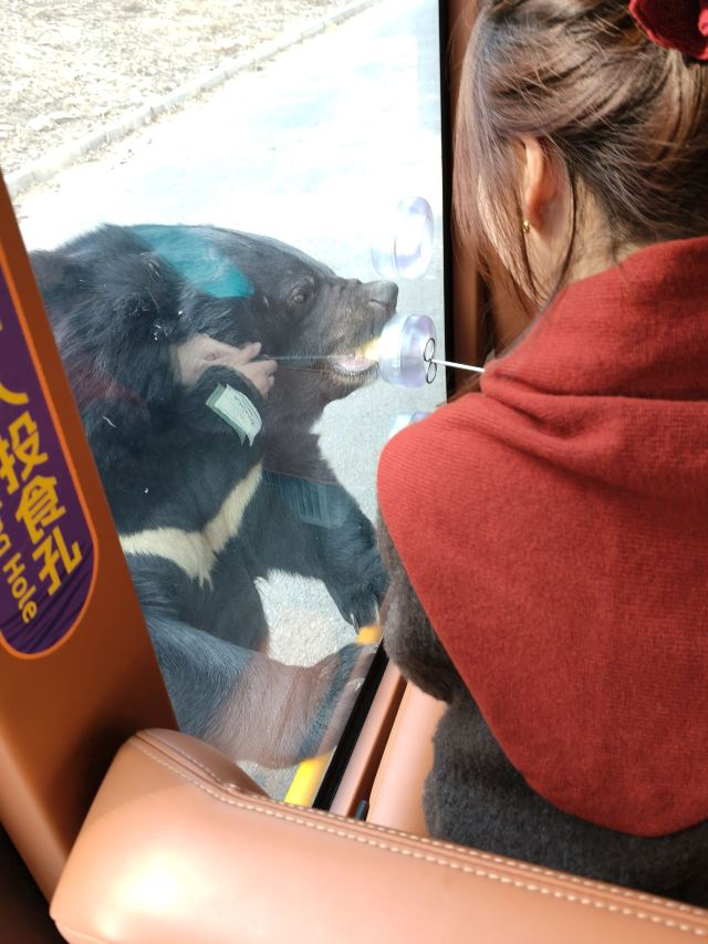 大连森林动物园旅行图片 5