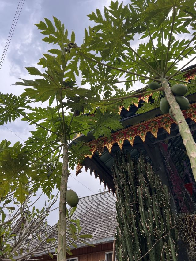 西双版纳傣族园旅行图片 2