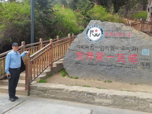 世界柏树王园林风景区旅行图片 3