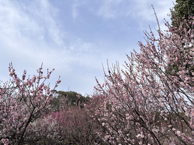 荣氏梅园旅行图片 3