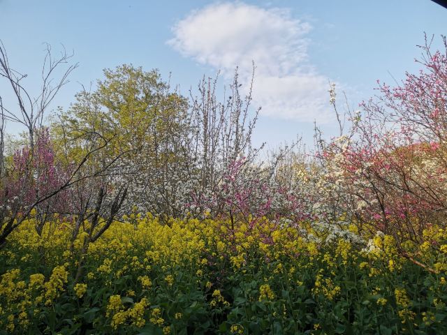 上海南汇桃花村旅行图片 1