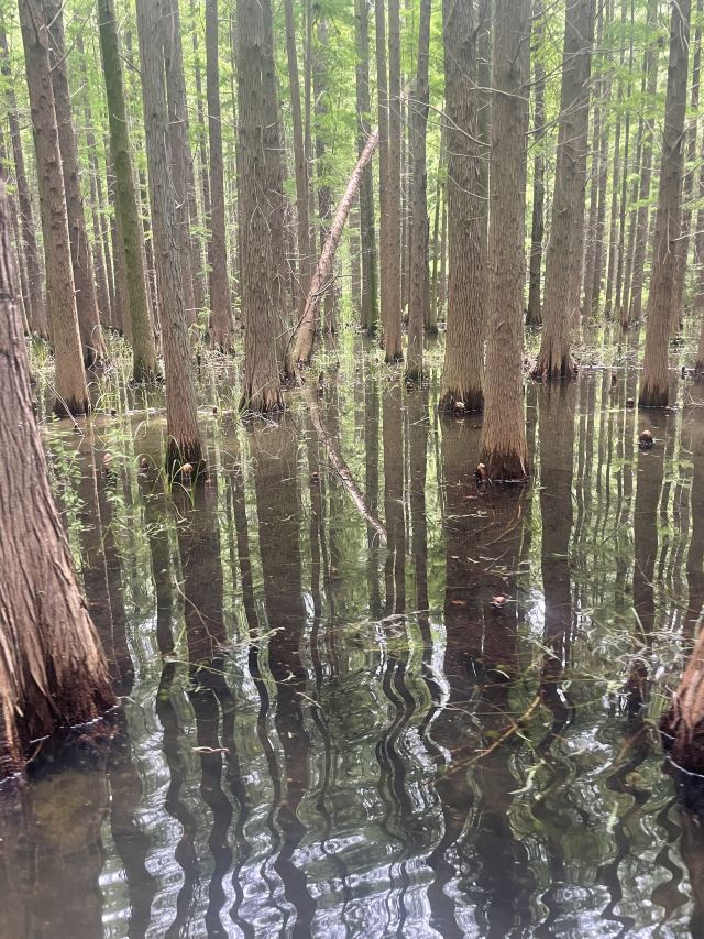 金湖水上森林景区旅行图片 2