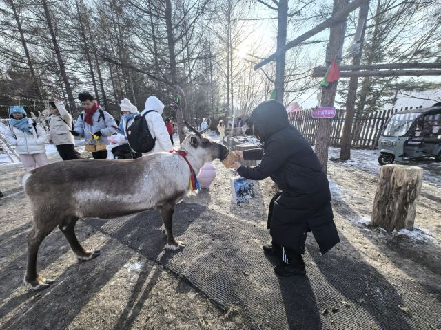 长白山雪绒花驯鹿园旅行图片 3