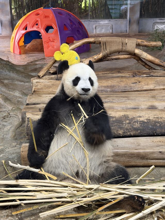 海南热带野生动植物园旅行图片 1