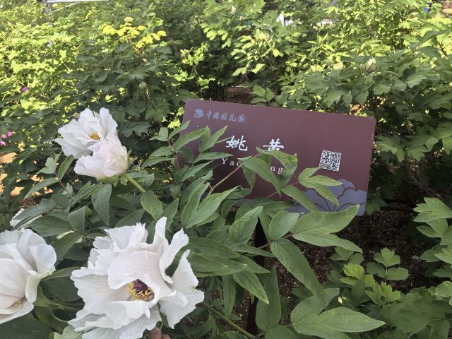 中国国花园旅行图片 8