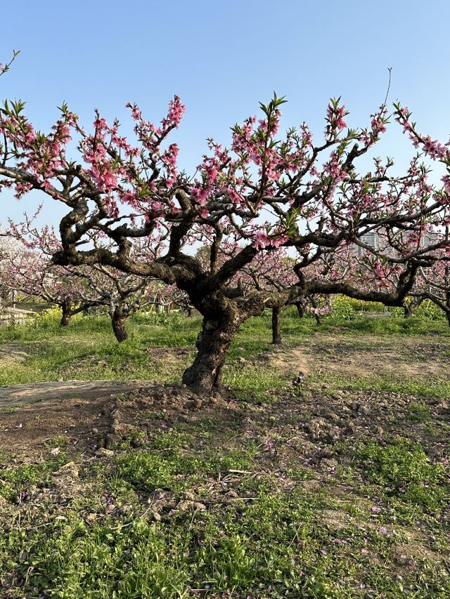上海南汇桃花村旅行图片 9