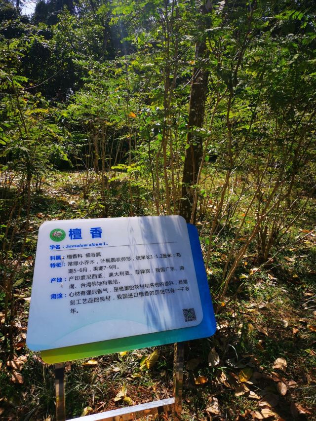 海南热带植物园旅行图片 5