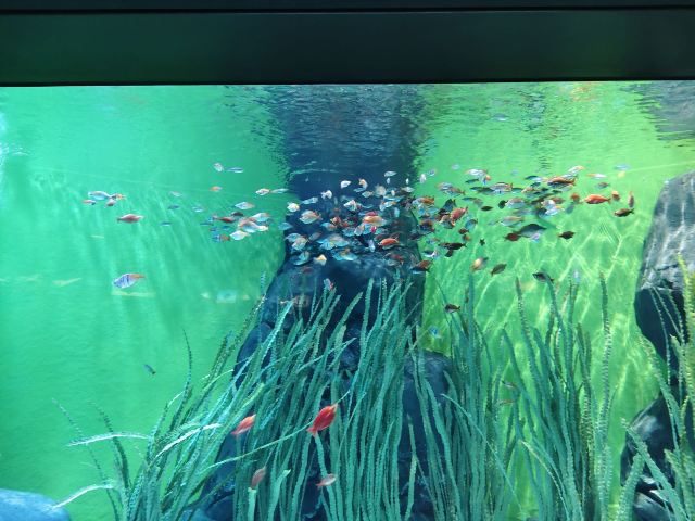 上海海洋水族馆旅行图片 3