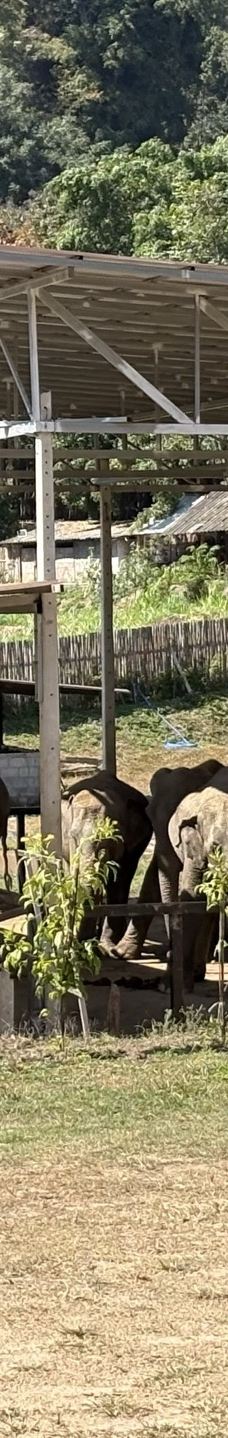 清迈大象丛林保护区-清迈-akira