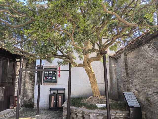 溱潼古镇旅游区旅行图片 2