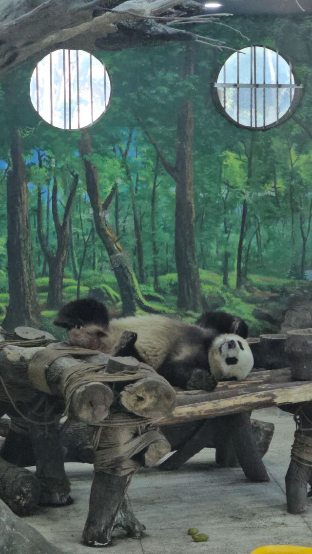 重庆动物园旅行图片 5