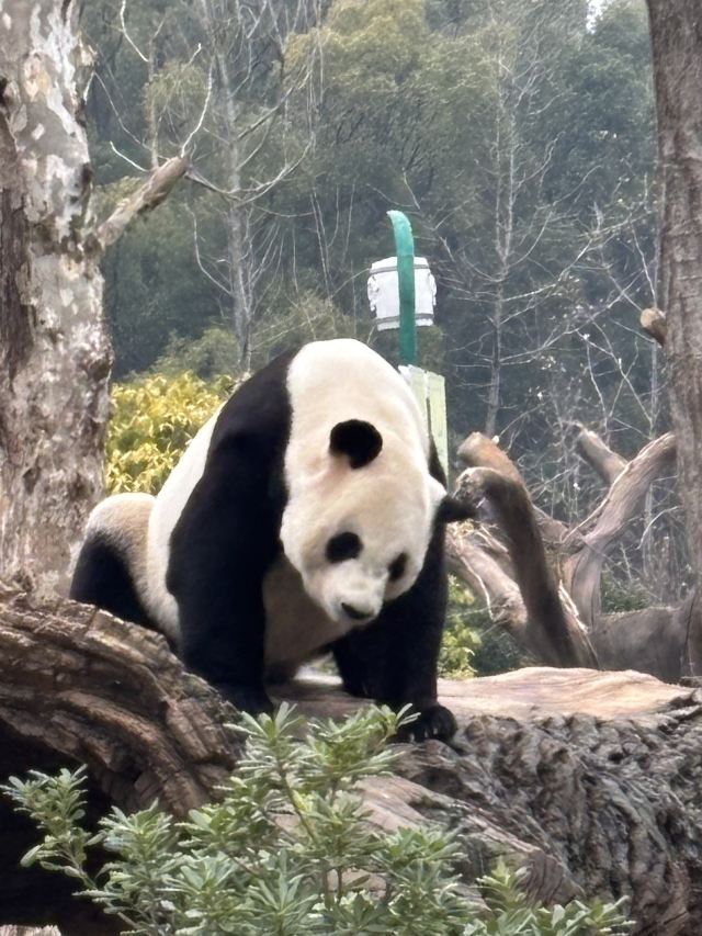 岳阳中华大熊猫苑旅行图片 1