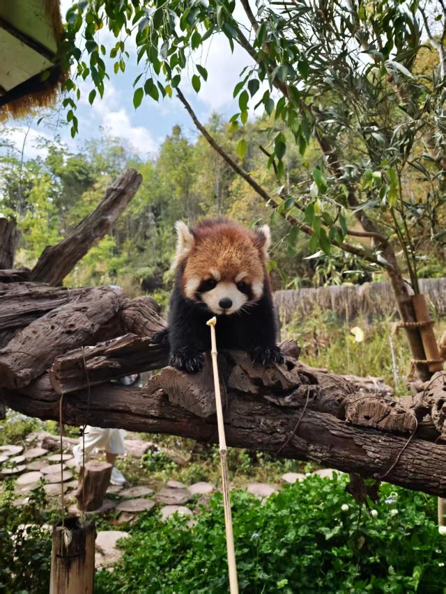 普洱国家公园犀牛坪景区旅行图片 1