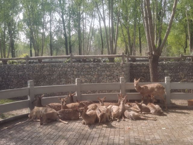 北京野生动物园旅行图片 1
