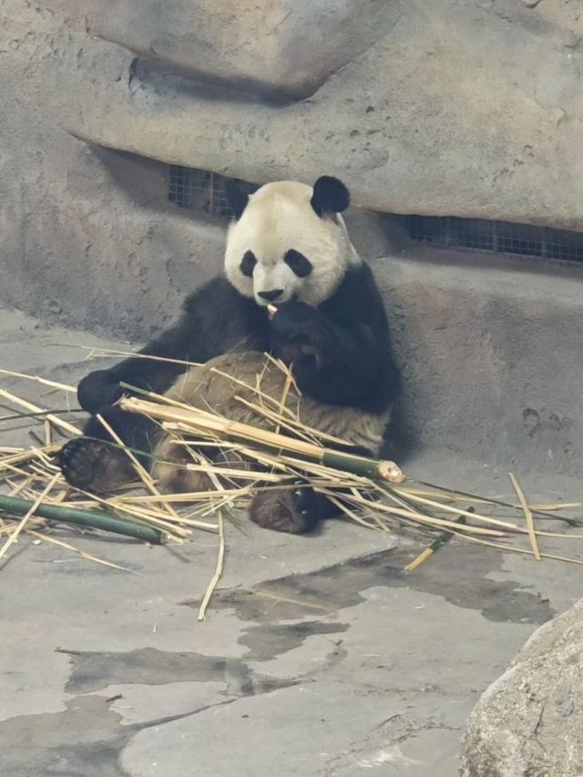 太阳岛大熊猫馆旅行图片 3