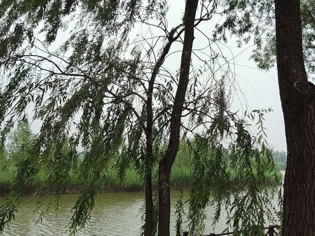 野鸭湖国家湿地公园旅行图片 1