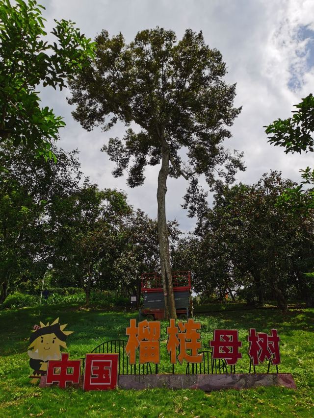 七仙岭全球热带水果博览中心旅行图片 5