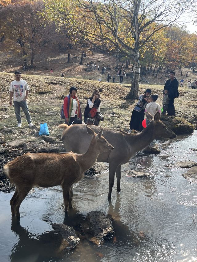 飞泷金山鹿苑旅行图片 1