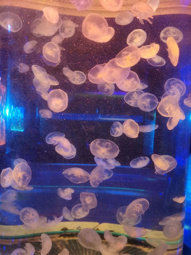 海之语海洋世界旅行图片 1