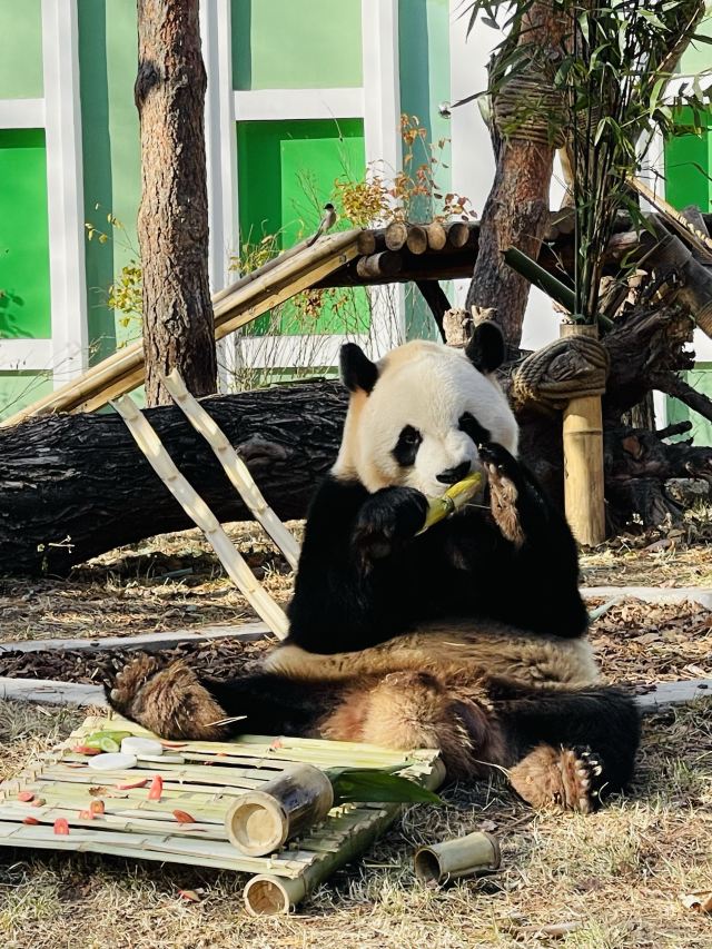 太阳岛大熊猫馆旅行图片 2