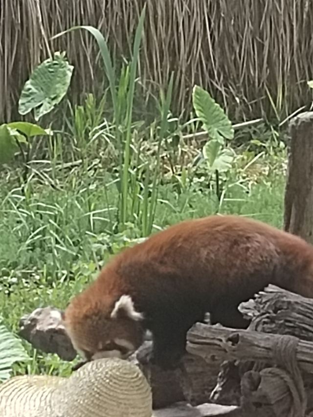 普洱太阳河森林公园旅行图片 1
