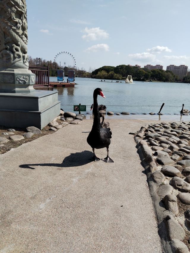 上海野生动物园旅行图片 3