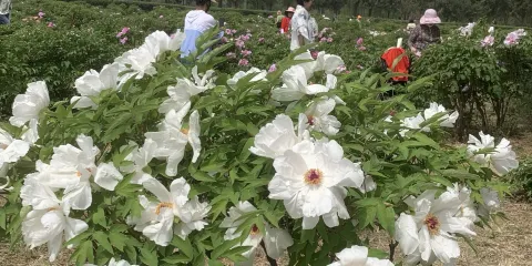 國色天香-牡丹園