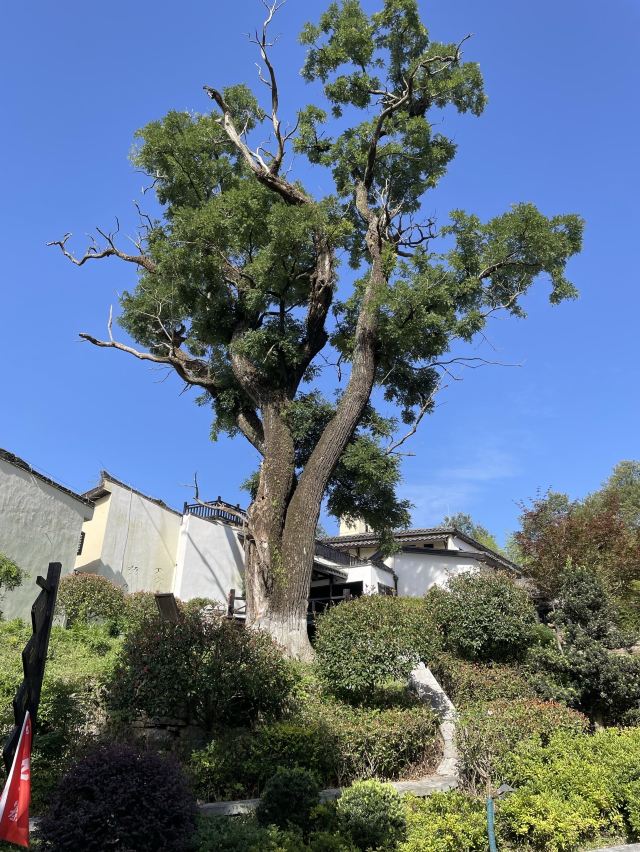 昭君旅游·保康九路寨生态旅游区旅行图片 1