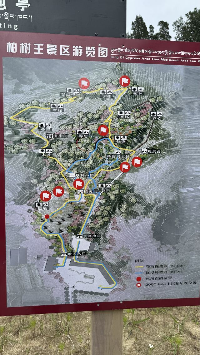 世界柏树王园林风景区旅行图片 3