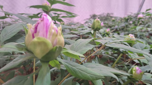 中国国花园旅行图片 9