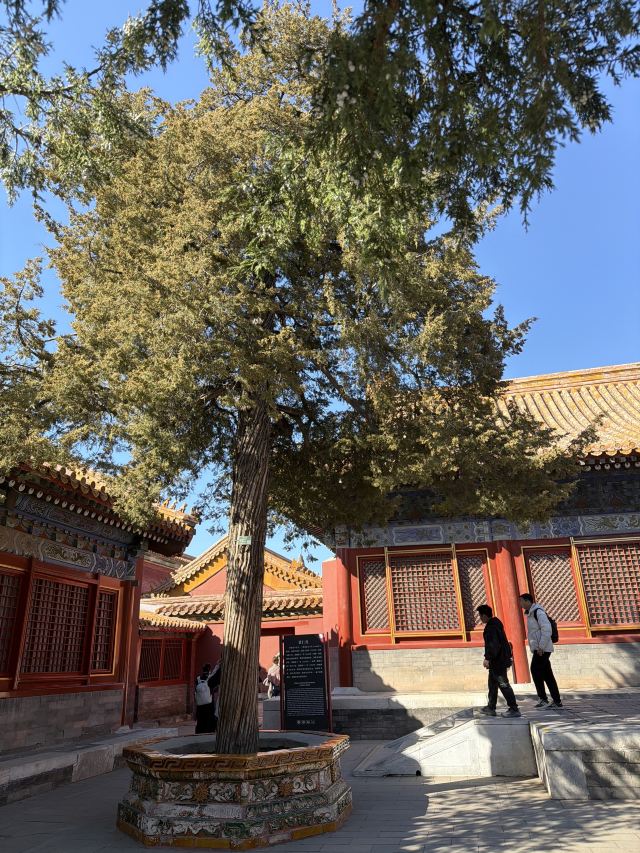 故宫博物院旅行图片 2